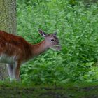 The Living Forest (466) : Fallow Deer