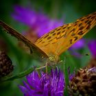 The Living Forest (467) : Silver-washed Fritillary