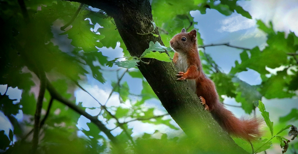 The Living Forest (469) : Red Squirrel 