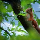 The Living Forest (469) : Red Squirrel 