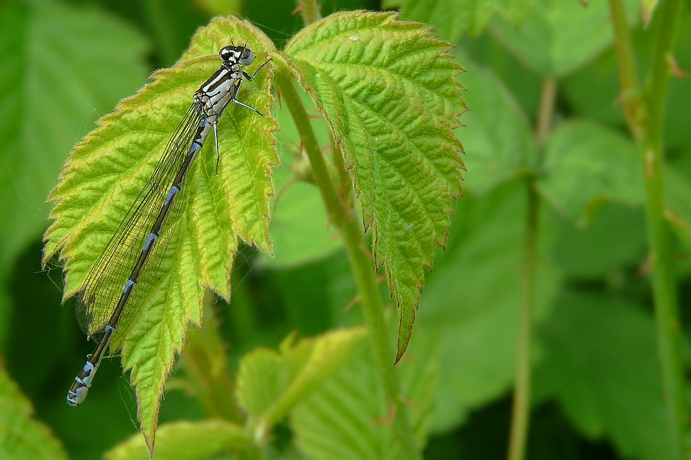 The Living Forest (47) : Variable Damselfly (female)