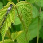 The Living Forest (47) : Variable Damselfly (female)