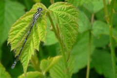 The Living Forest (47) : Variable Damselfly (female)