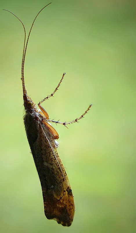 The Living Forest (470) : Caddis Fly