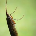 The Living Forest (470) : Caddis Fly