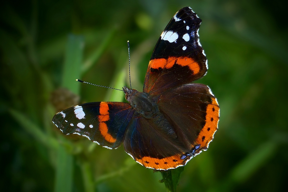 The Living Forest (471) : Red Admiral