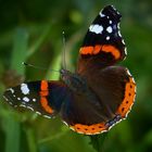 The Living Forest (471) : Red Admiral