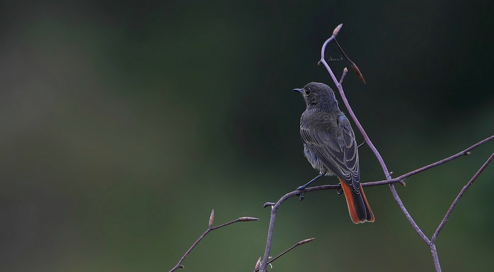 The Living Forest (472) : Black Redstart