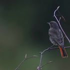The Living Forest (472) : Black Redstart
