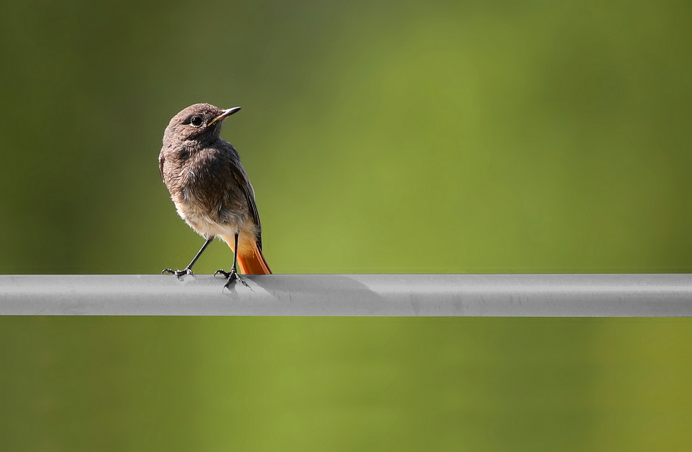 The Living Forest (473) : Common Redstart