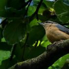 The Living Forest (476) : Nuthatch