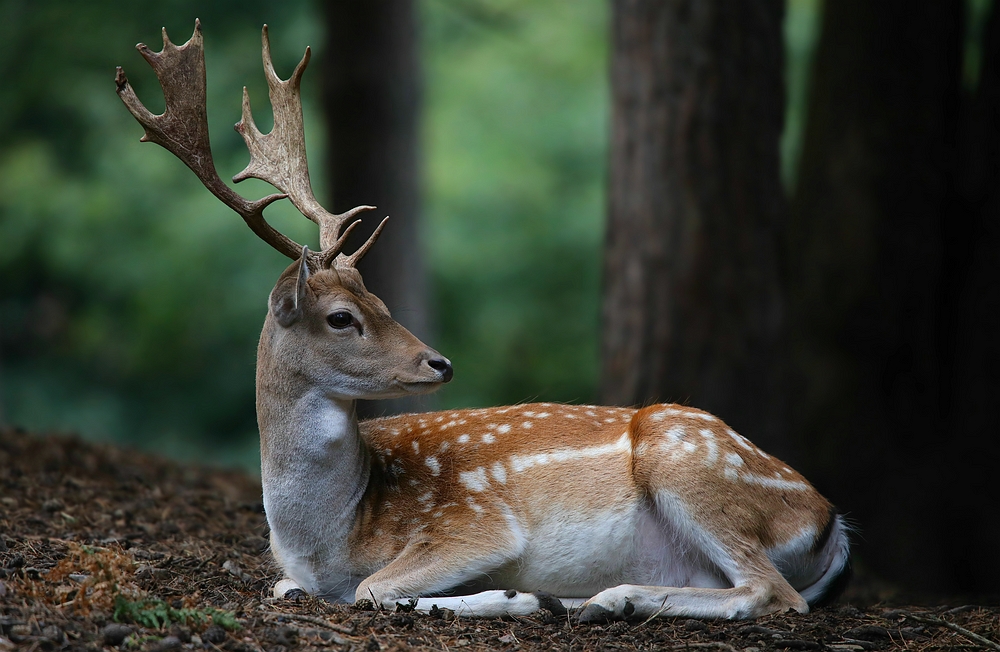 The Living Forest (477) Fallow Deer photo & image nature, animals