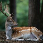 The Living Forest (477) : Fallow Deer