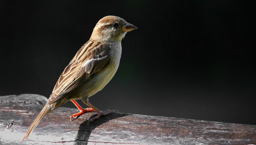 The Living Forest (478) : House Sparrow