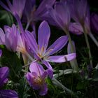 The Living Forest (479) : Autumn Crocus