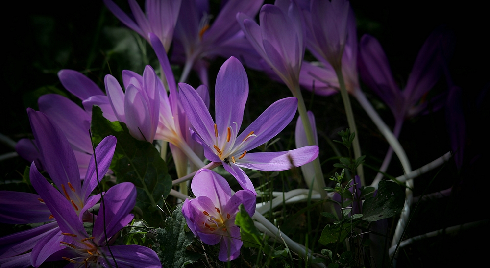 The Living Forest (479) : Autumn Crocus