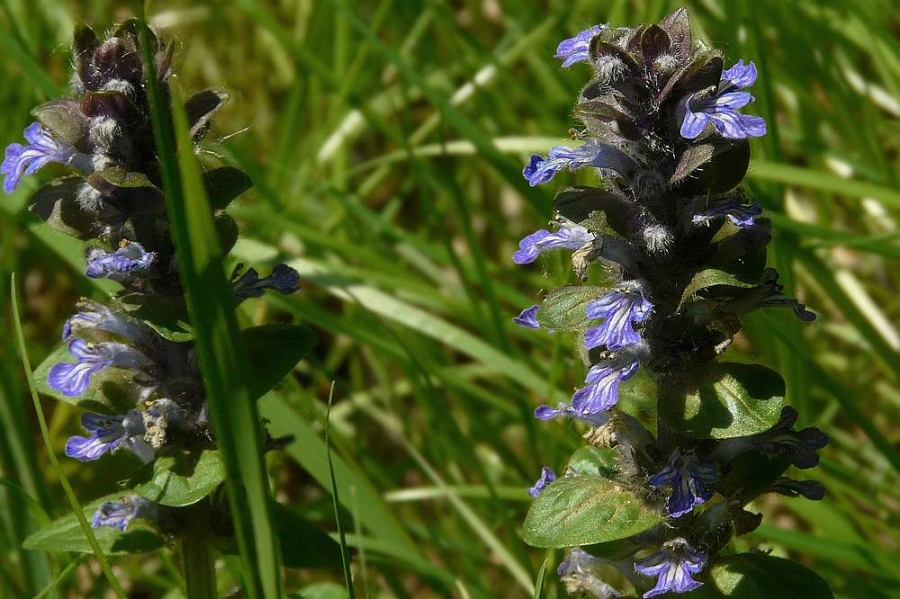 The Living Forest (48) : Blue Bugle