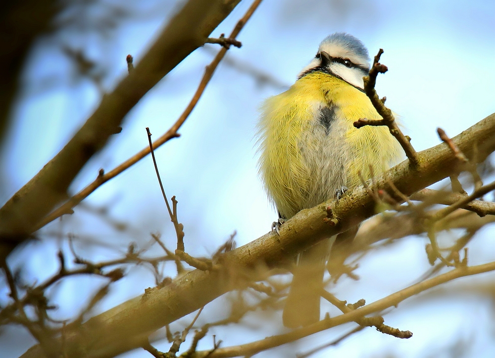The Living Forest (484) : Blue Tit 