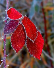 The Living Forest (486) : First sign of winter