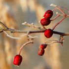 The Living Forest (487) : Whitebeam