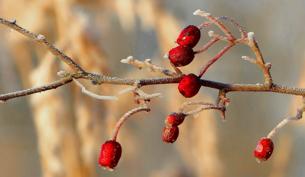 The Living Forest (487) : Whitebeam