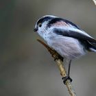 The Living Forest (489) : Long-tailed Tit