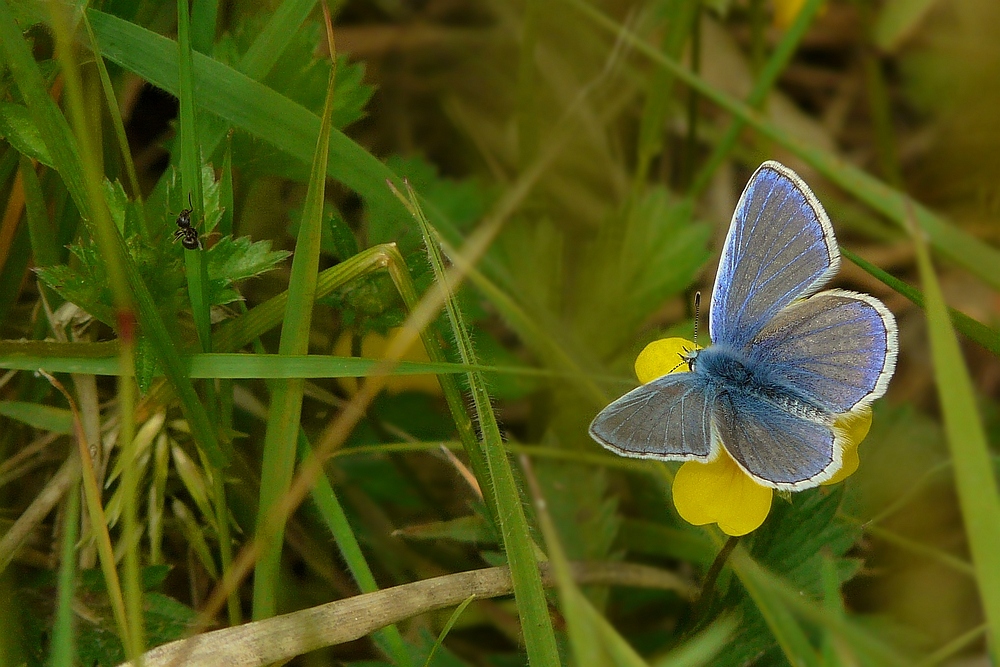 The Living Forest (49) : COMMON BLUE (male)