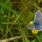 The Living Forest (49) : COMMON BLUE (male)