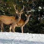 The Living Forest (490) : Red Deer 