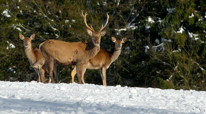 The Living Forest (490) : Red Deer 