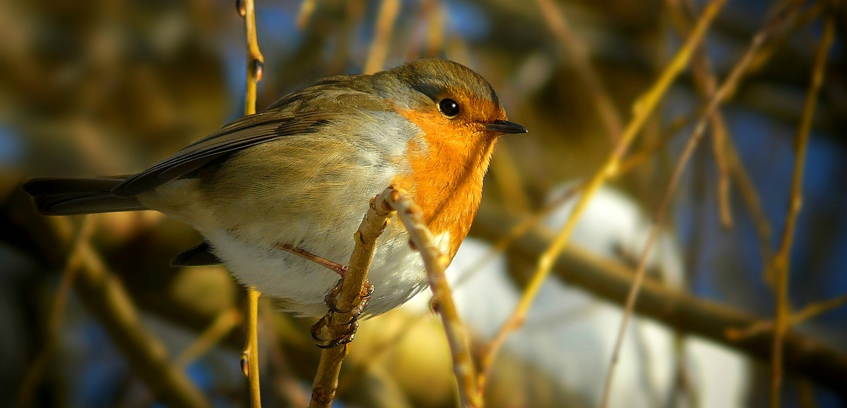 The Living Forest (491) : Robin 