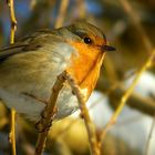 The Living Forest (491) : Robin 