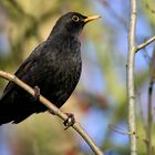 The Living Forest (492) : Blackbird