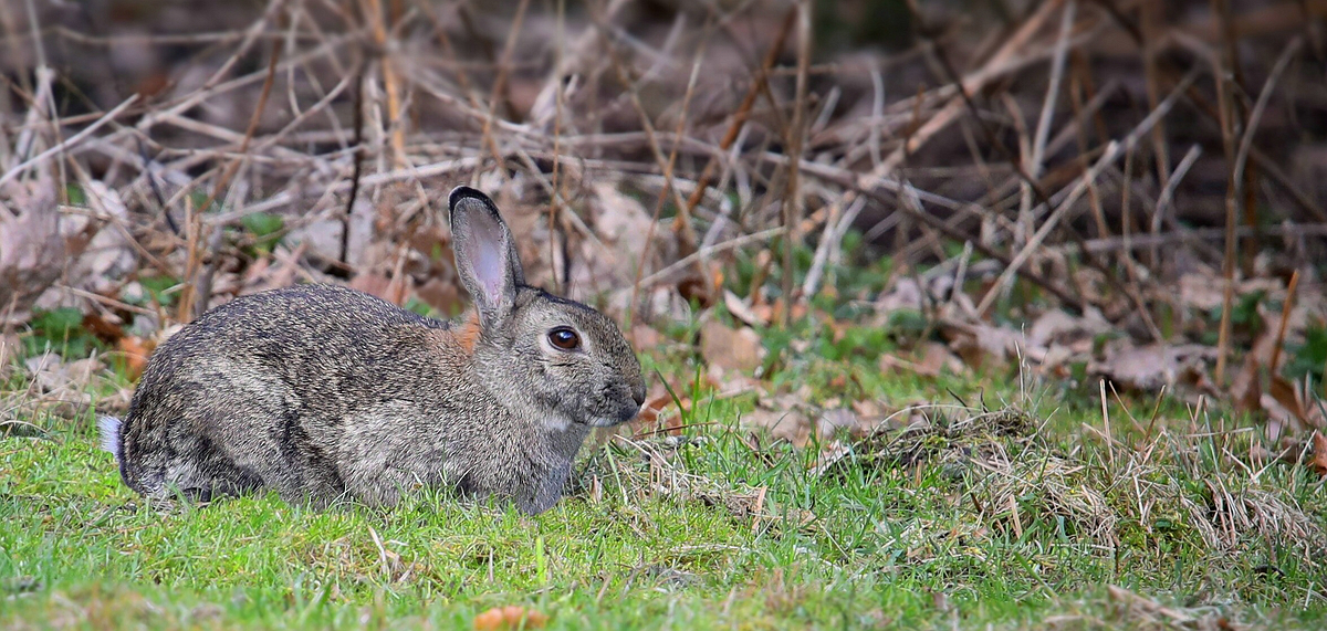 The Living Forest (493) : European Rabbit