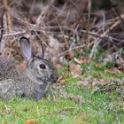 The Living Forest (493) : European Rabbit