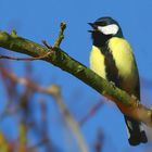 The Living Forest (494) : Great Tit 