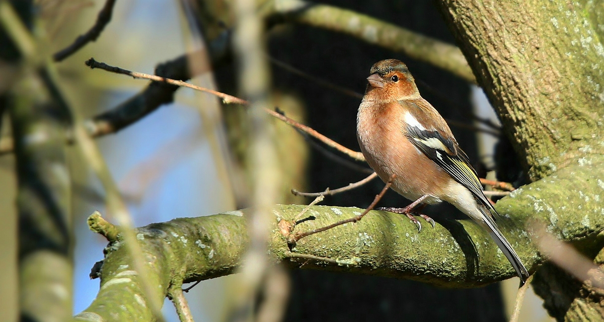 The Living Forest (495) : Chaffinch