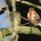 The Living Forest (495) : Chaffinch