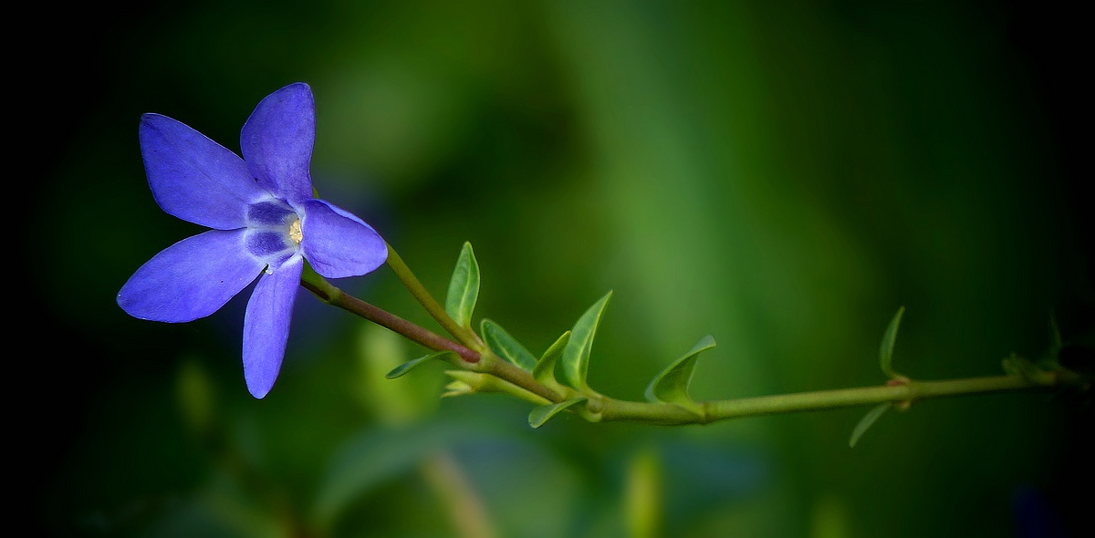 The Living Forest (497) : Lesser Periwinkle 