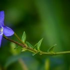 The Living Forest (497) : Lesser Periwinkle 