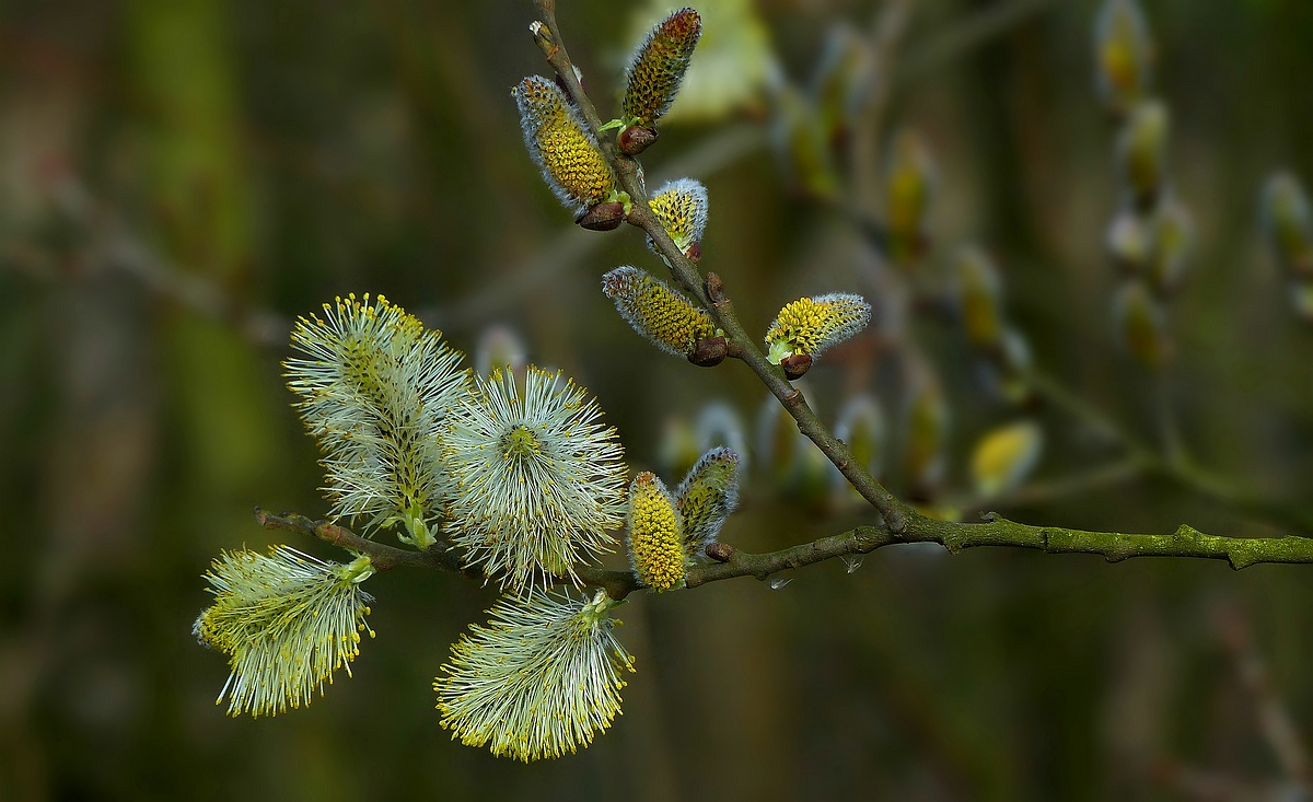 The Living Forest (499) Willow Catkins photo & image nature, trees