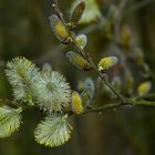 The Living Forest (499) : Willow Catkins 