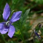 The Living Forest (50) : Common Dog-violet