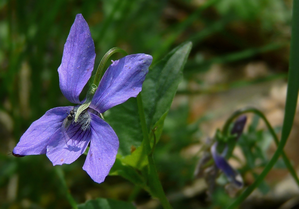 The Living Forest (50) : Common Dog-violet