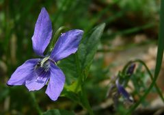 The Living Forest (50) : Common Dog-violet