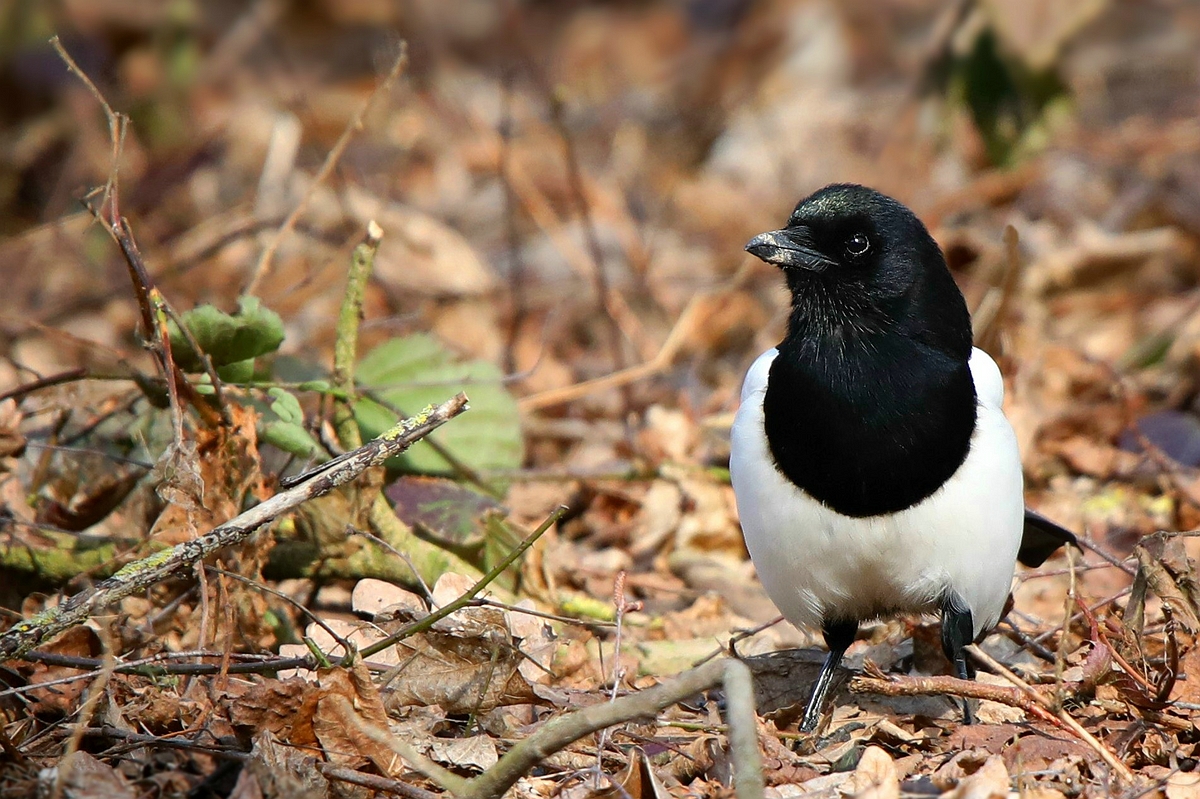 The Living Forest (500) : Eurasian Magpie