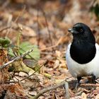 The Living Forest (500) : Eurasian Magpie