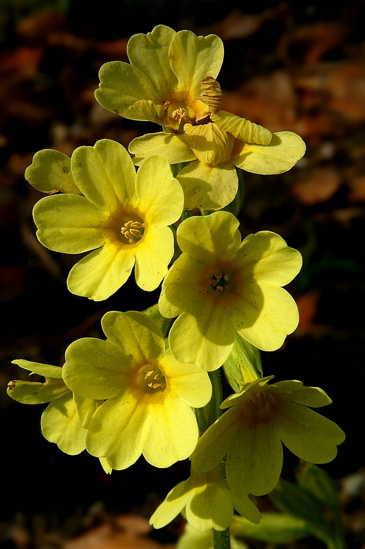 The Living Forest (501) : Oxlip 