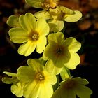 The Living Forest (501) : Oxlip 