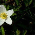 The Living Forest (502) : Wood Anemone 